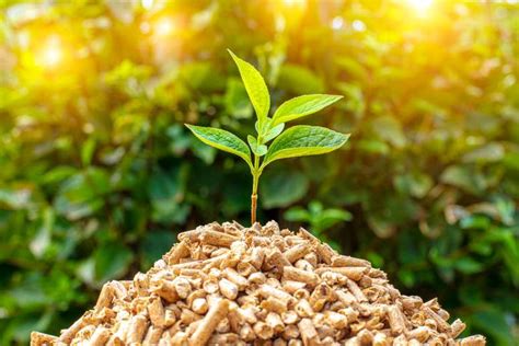 Biomassa Para Que Serve - Biomassa: entenda o que é esta fonte de energia renovável