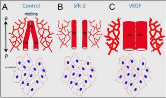 Regulation Of Aortic Morphogenesis And Ve Cadherin Dynamics By Vegf