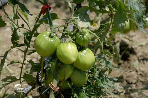 Proizvodnja Paradajza Volovsko Srce Agro Saveti