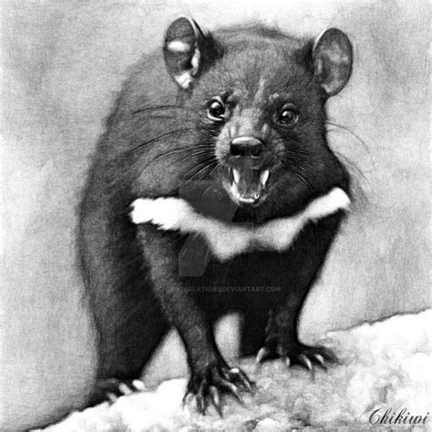 Tasmanian Devil Drawing by ChikiwiCreations on DeviantArt