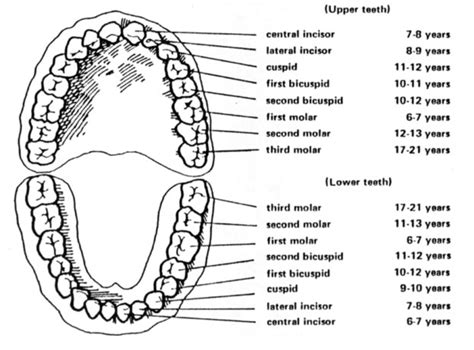 Year First Molars First Permanent Teeth Wainright Wassel Dds