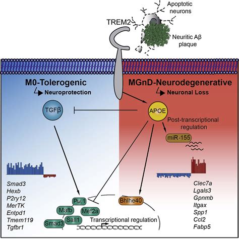 The Trem Apoe Pathway Drives The Transcriptional Phenotype Of