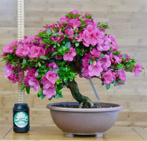 Satsuki Azalea Bonsai Trees | Buy Online | Greenwood Bonsai Studio