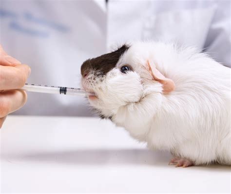 Guinea Pig | Idioms Online