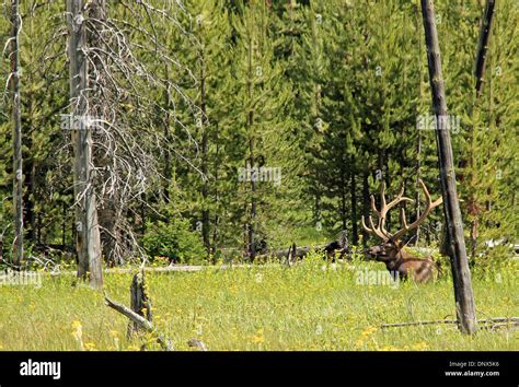 Wapiti Aka Elk Cervus Canadensis Yellowstone National Park Wyoming