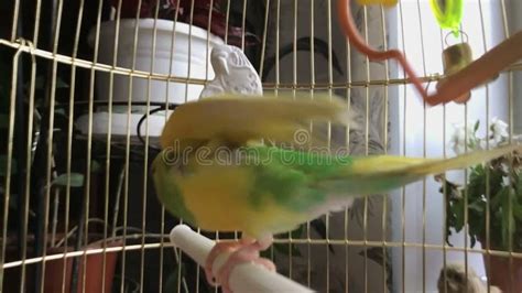 Green parrot in a cage stock video. Video of pecks, nature - 151520655