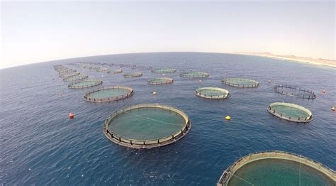 Fish Farming Jobs In Saudi Arabia: Opportunities Await