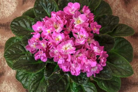 Aprenda Como Cuidar De Violetas Para Florir O Ano Todo Casa Agro