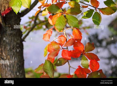 Black Gum Black Tupelo Sour Gum Nyssa Sylvatica Autumn Leaves