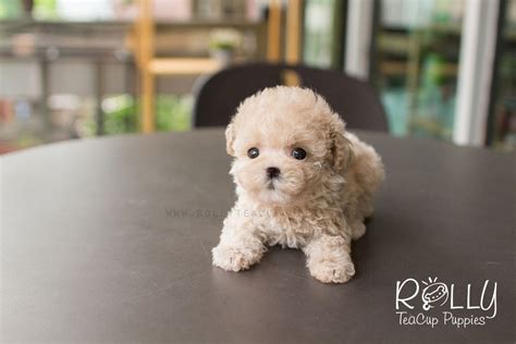 Creme Poodle Rolly Teacup Puppies