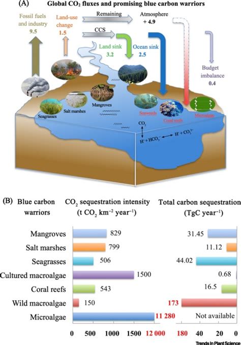 Exploring New Blue Carbon Plants For Sustainable Ecosystems Trends In Plant Science