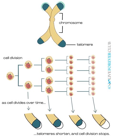 Do Telomere Length Tests Really Reveal Your Biological Age