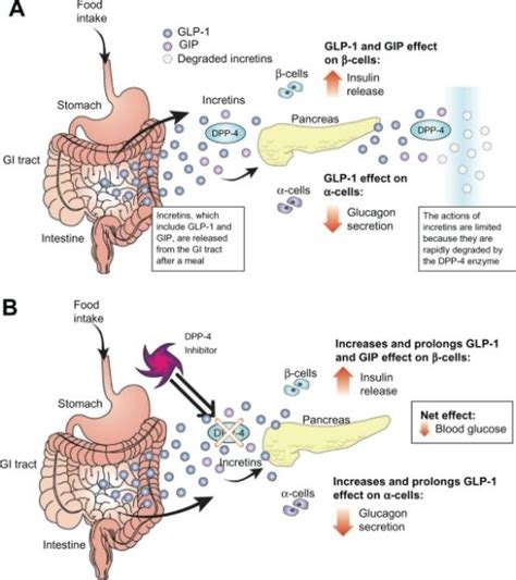 2963920ce 5 023f2png 512×576 Pixels With Images Diabetes Education Digestive System