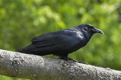 American Crow: Field Guide, Pictures, Habitat & Info - Optics Mag