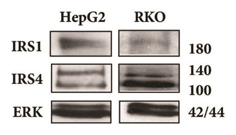 A Western Blot Analyses Of Irs Irs And Erk Levels In Rko And