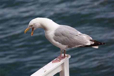 seagull screaming  stock photo public domain pictures