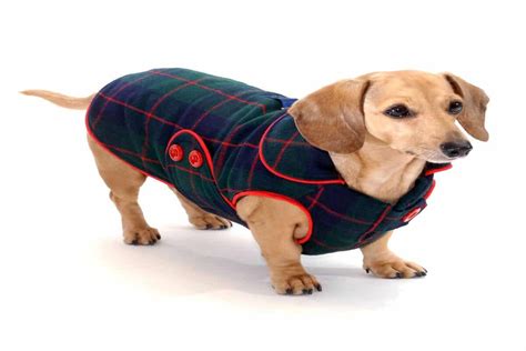 Detailed Analysis On Dachshund Coats - Leewalters Philosophy