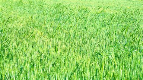 Green Map Agriculture Wheat Field Powerpoint Background For Free Download Slidesdocs