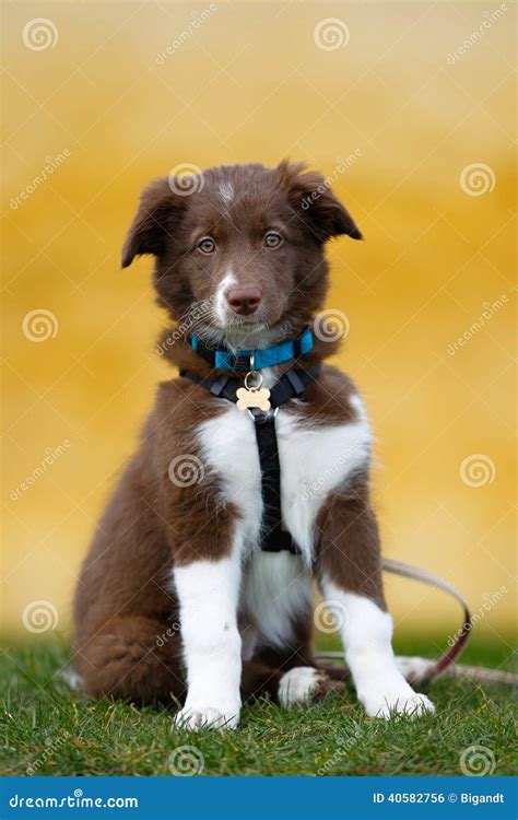 Perrito Del Border Collie De Brown Foto De Archivo Imagen De