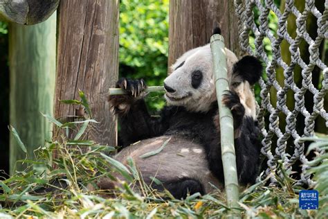 旅美大熊猫“丫丫”启程回国 新华网