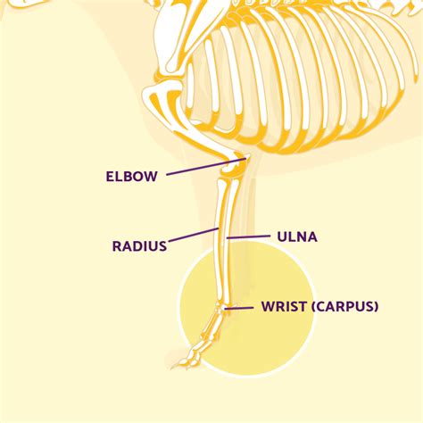 How Do You Tell If Your Dogs Leg Is Sprained