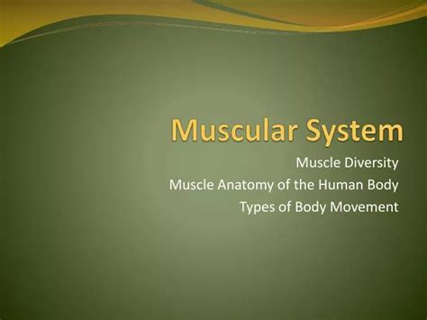 Ppt Muscular System Powerpoint Presentation Free Download Id2639857