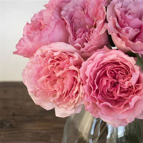 Buy Wholesale Blush Pink Wholesale Garden Rose In Bulk Fiftyflowers