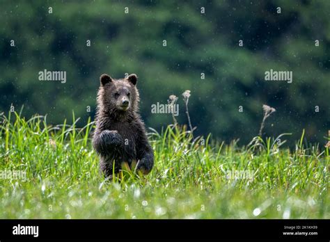 A black grizzly bear cub stands in tall sedge grass in British Colombia