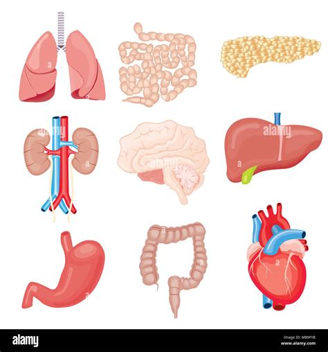 Menschliche Innere Organe Isoliert Auf Weiss Vector Illustration Set