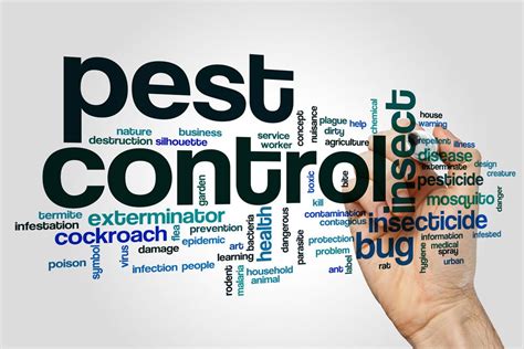 Which Pest Control Treatment Is Best For My Home Interior