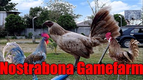 Lets Visit The Farm Of Nostrabona Gamefarm Youtube