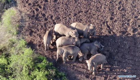 China S Migrating Elephant Herd Heads 9 3 Km Further North Cn