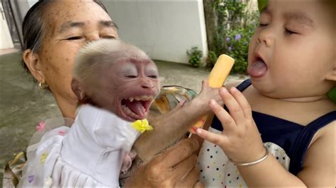 Monkey Baby Tom Monkey S Sister Bon Bon Teases Baby Crying When She