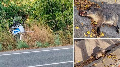 Un motorista herido tras chocar con un jabalí que invadió la carretera