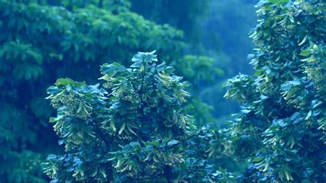 Rainforest Rain Sounds 🌧️ 10 Hours White Noise Rainstorm Youtube