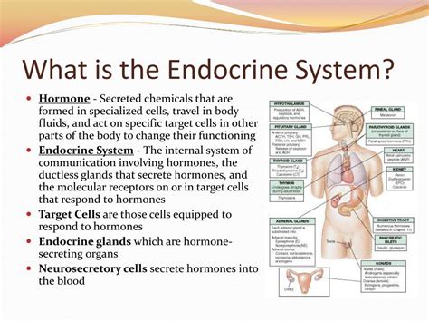 PPT Chapter 45 Hormones And The Endocrine System PowerPoint