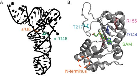 Structures Of TRNA And TrmB A Crystal Structure Of Unmodified E