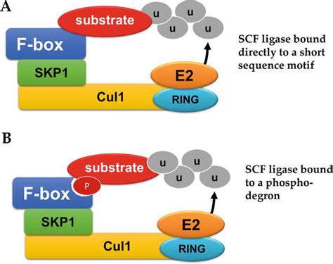 Ubiquitin Pathway