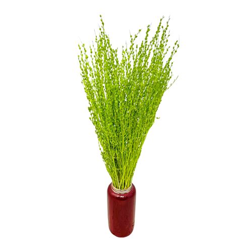 Lepidium Suszone Jasnozielone Pieprznica Suszone Kwiaty Lepidium