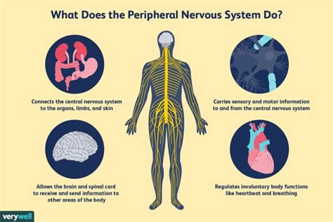 Disease of the peripheral nervous system | Medicinal Herbs Study Center