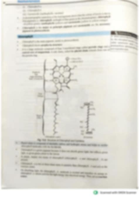 Solution Photosynthesis Studypool