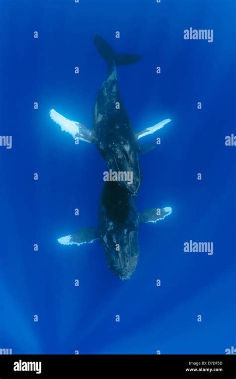 Pair Of Humpback Whale Megaptera Novaeangliae Hawaii Usa Stock Photo