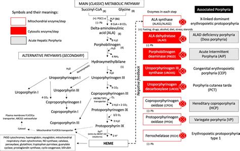 Frontiers Acute Hepatic Porphyria Pathophysiological Basis Of Neuromuscular Manifestations