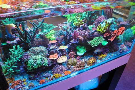 How Difficult Is It To Keep A Saltwater Aquarium Frag Box Corals