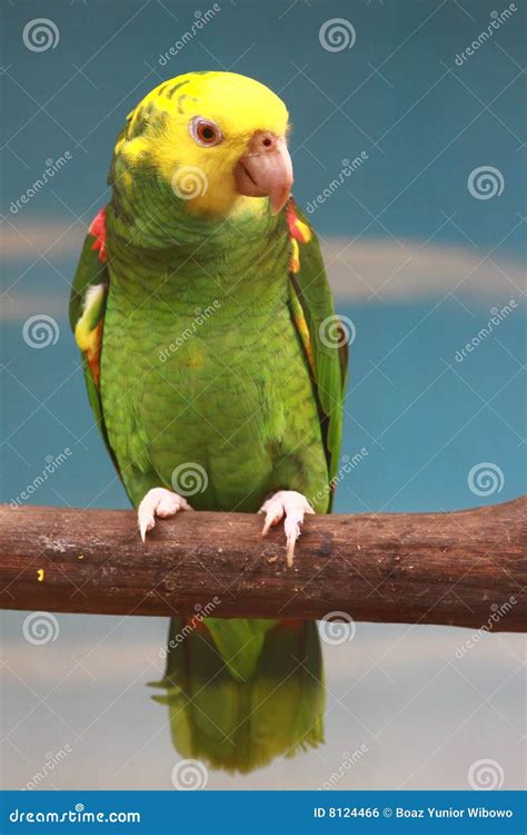 Yellow-Green Parrot Royalty Free Stock Image - Image: 8124466