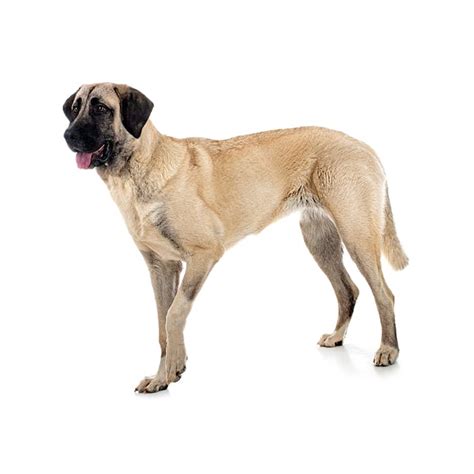 Kangal Breed Information & Insights | Basepaws