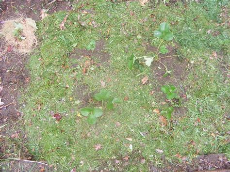 Five Common Lawn Problems And How To Fix Them Alices Wonderland Nursery