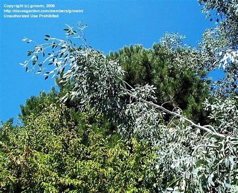 Plantfiles Pictures Eucalyptus Species Alpine Snow Gum Snow Gum Tree