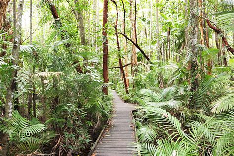 Cairns Rainforest Stock Photos, Pictures & Royalty-Free Images - iStock