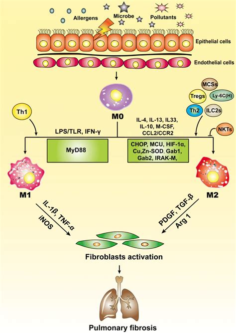 Macrophages In The Pathogenesis Of Pulmonary Fibrosis This Schematic